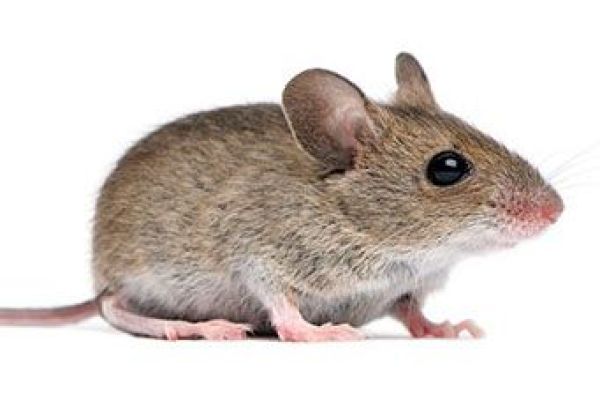 house-mice-1-compressedE5554450-B282-C2CF-D77A-D40025C51170.jpg